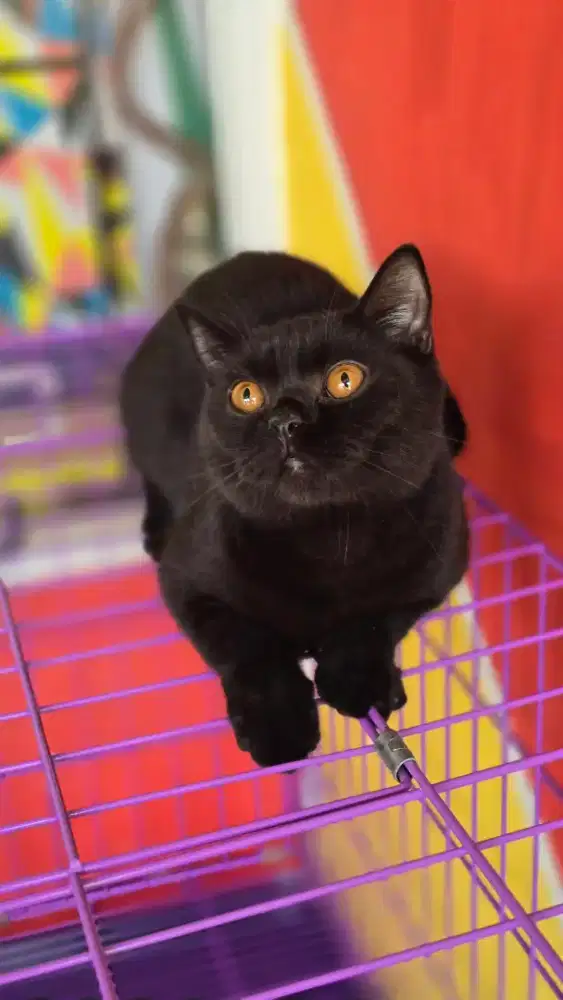 Kucing british shorthair bsh british shorthair