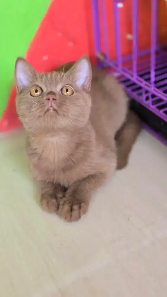Kucing british shorthair bsh british shorthair