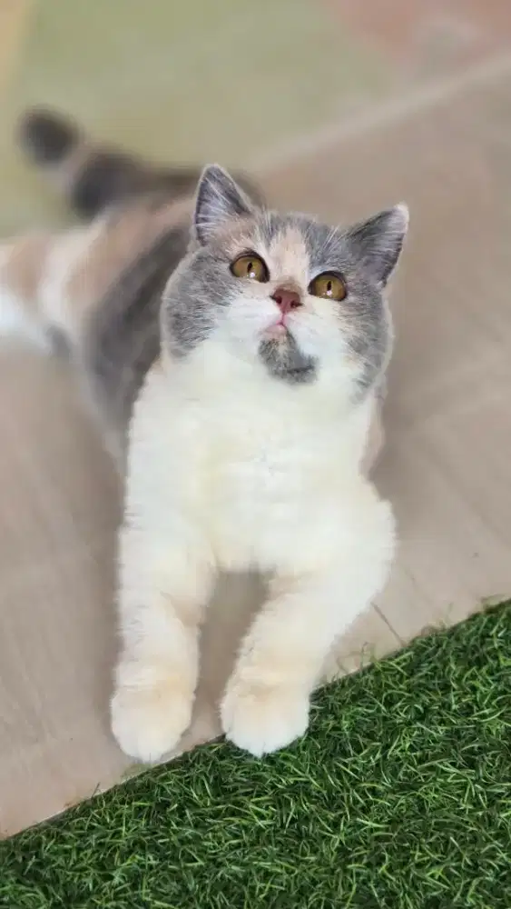 Kucing british shorthair bsh british shorthair
