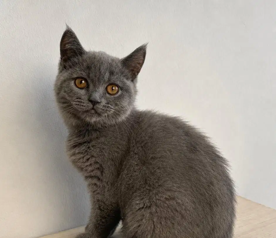 BSH BLUE SOLID kucing british
