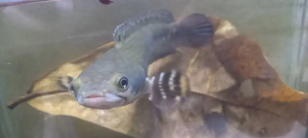 For sale! Ikan chana rsp kalimaya dan blue pulcra
