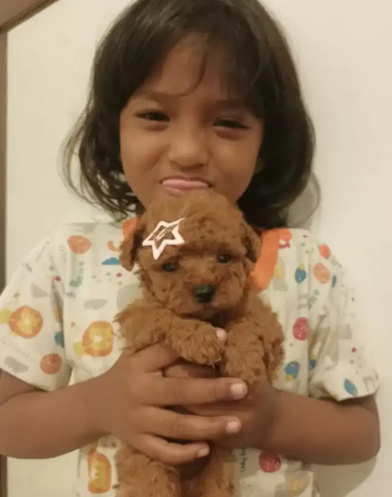 Poodle puppy betina