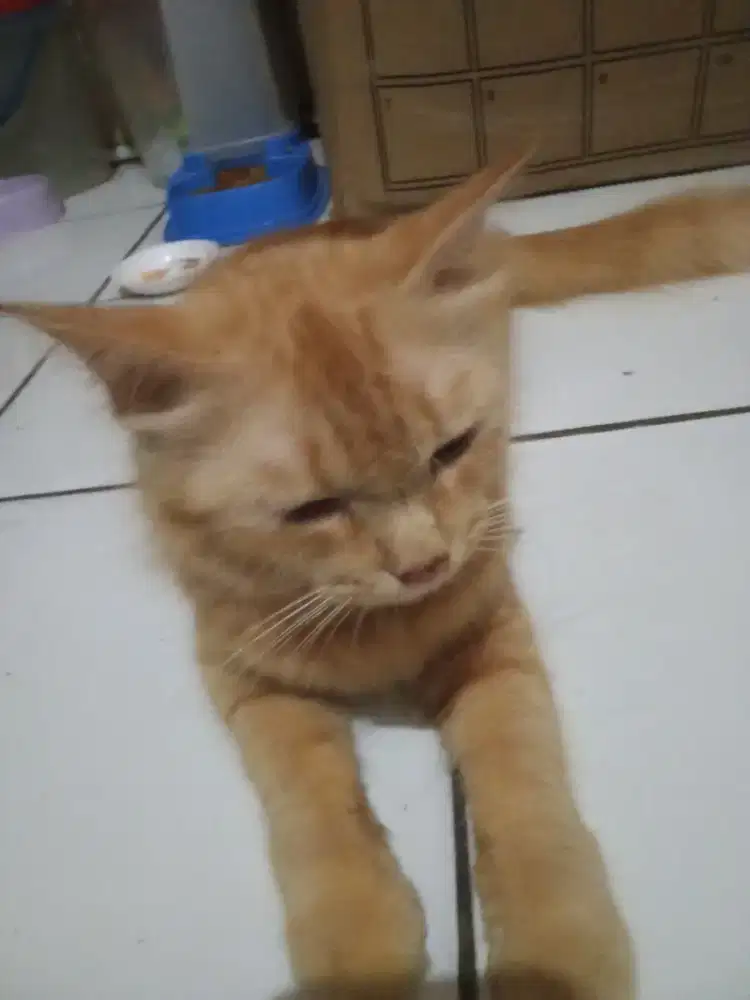 Jual kucing Anggora