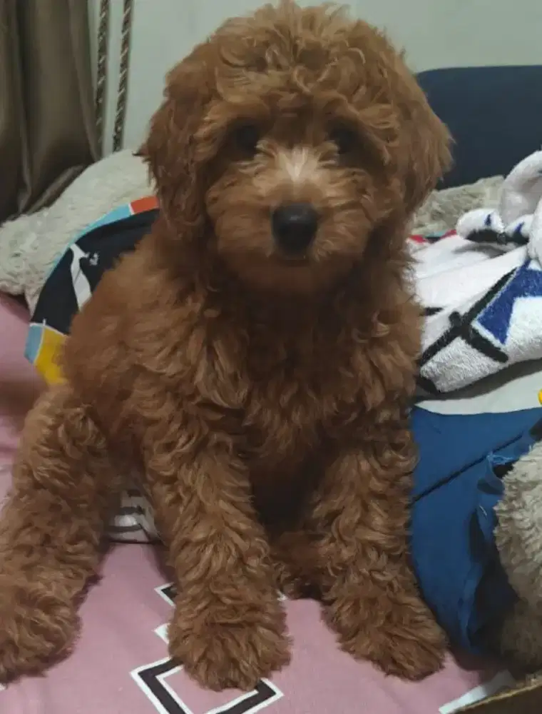 Jual Anjing Poodle