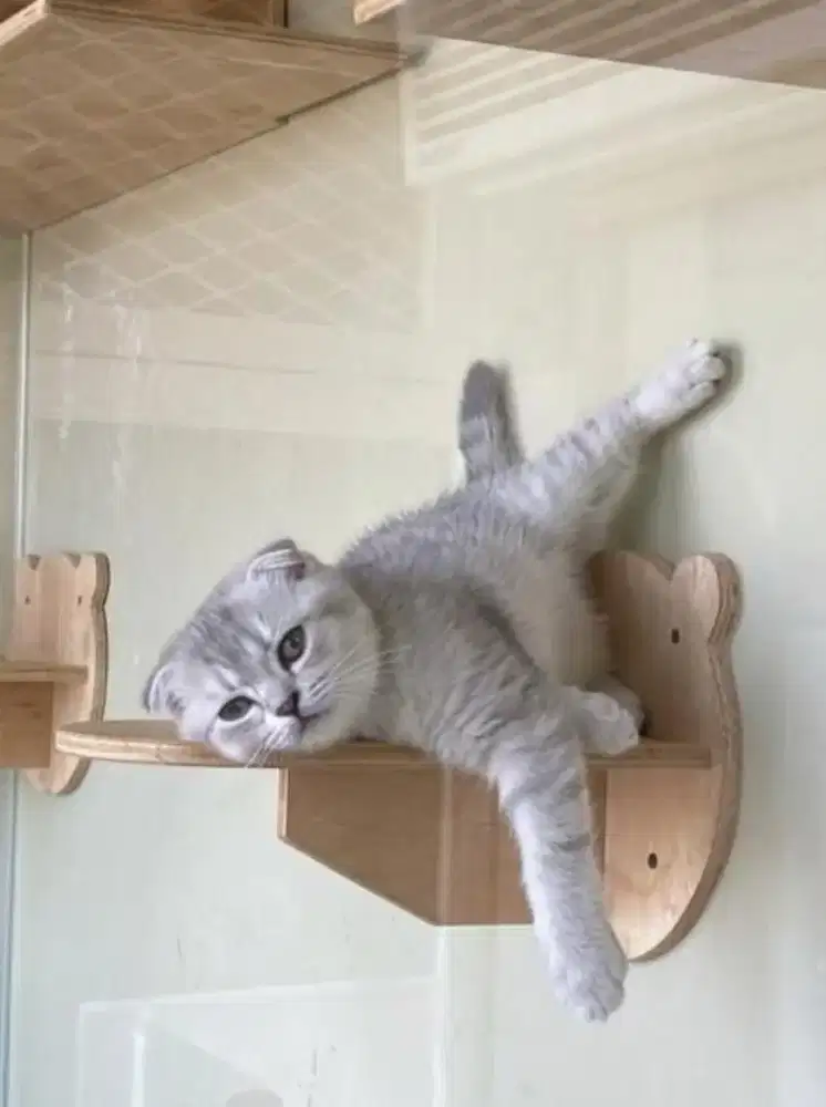 Scottish fold blue golden