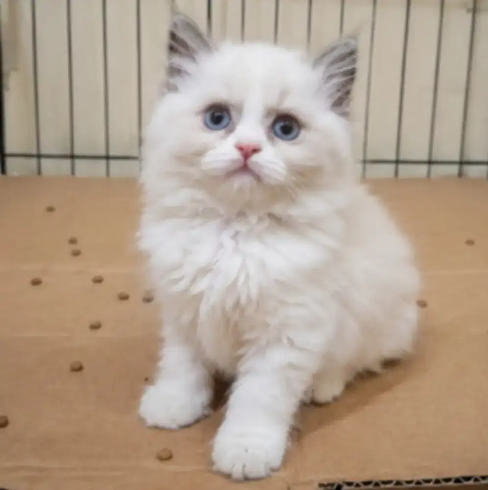 Ragdoll kitten betina