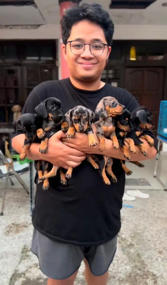 Jual anjing asli tekel/duchsund (Mini)