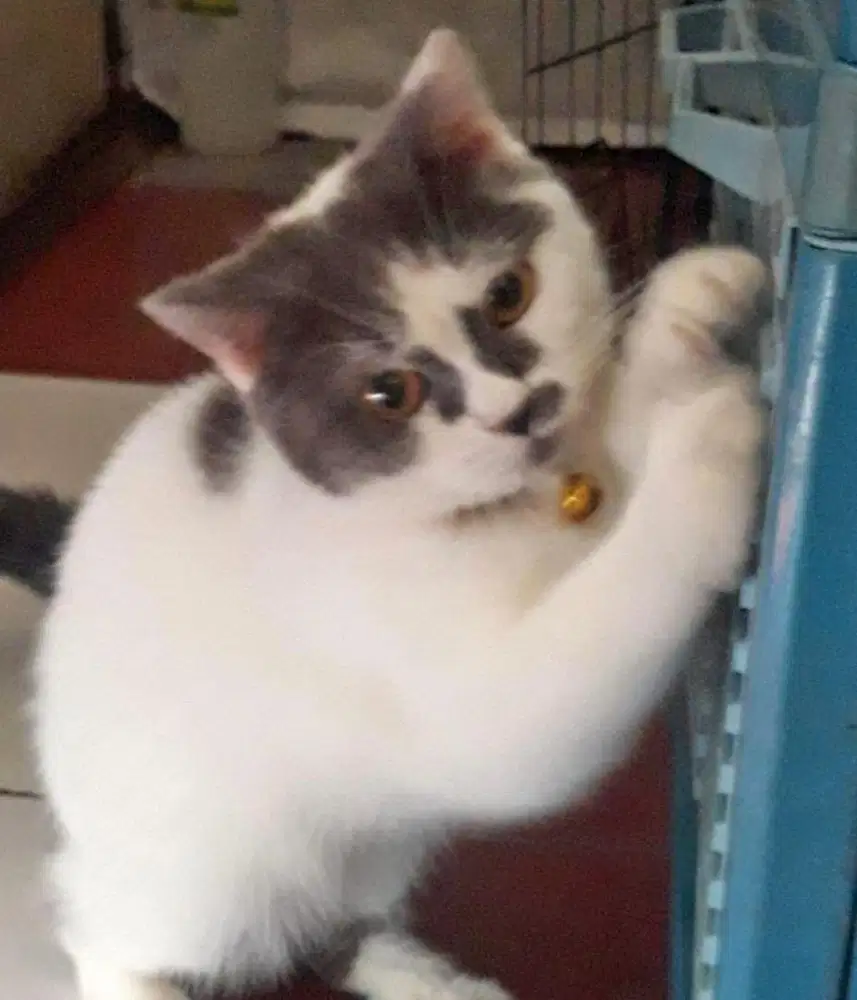 Kucing bsh british shorthair british short hair