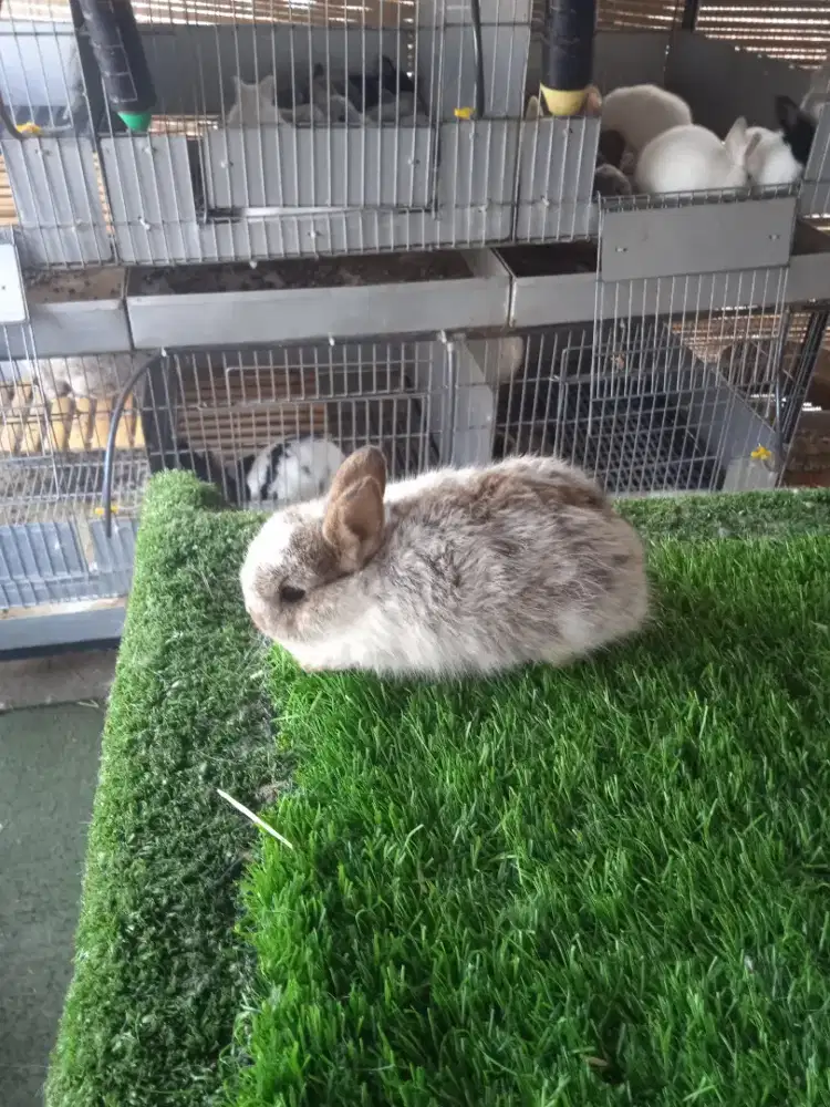 Kelinci mini Netherland dwarf