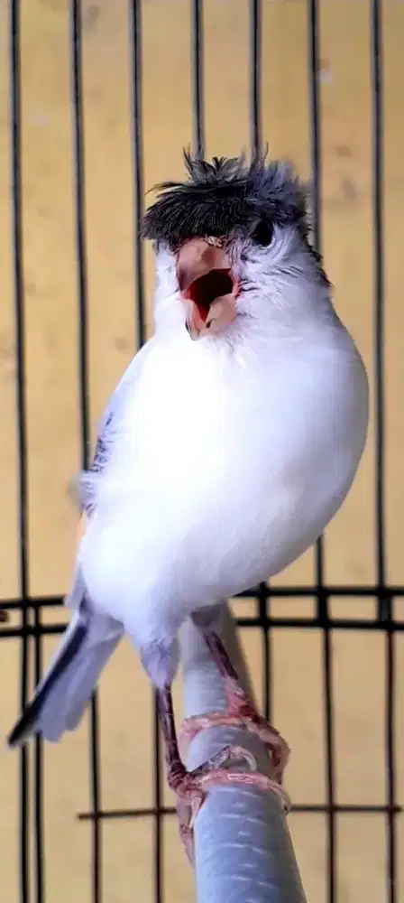 BURUNG CANARY VANDA JAMBUL GACOR ISIAN SOGON SISKIN PLAMBOYAN PULSET