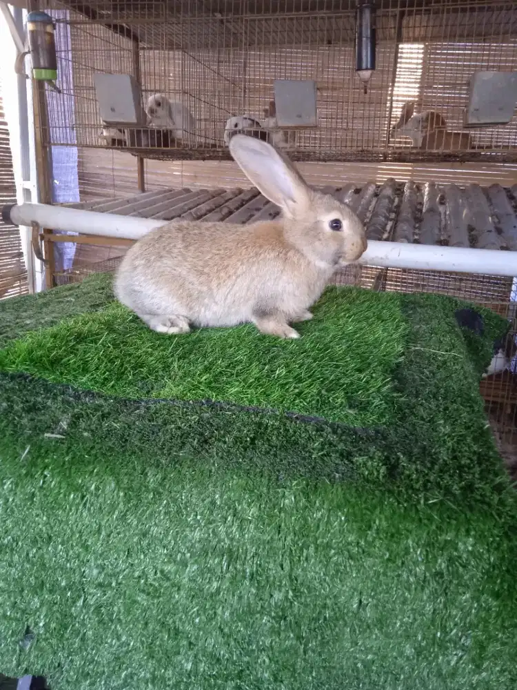 Kelinci Flemish Giant