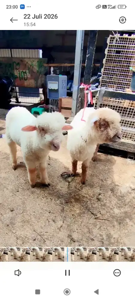Domba merino batur