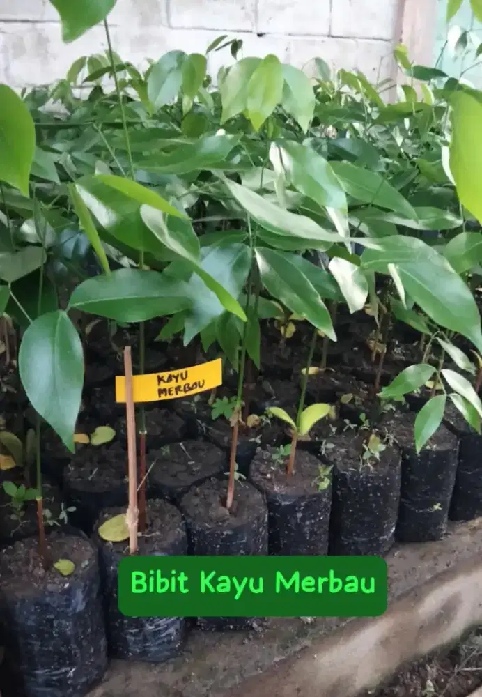 Bibit Kayu Merbau 50 cm
