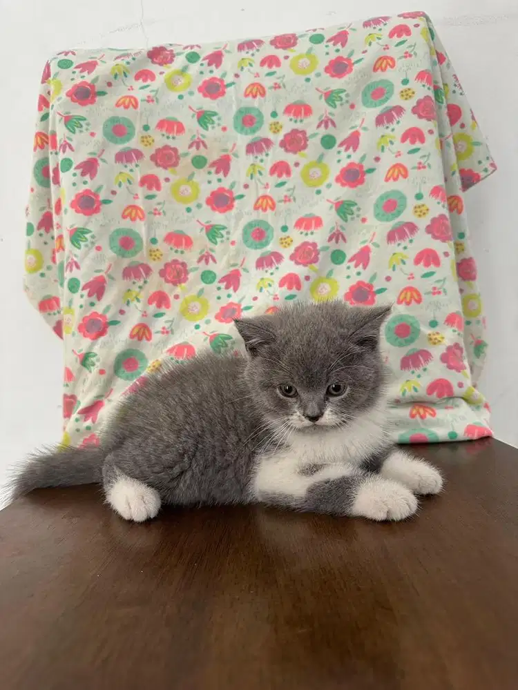 BRITISH SHORTHAIR