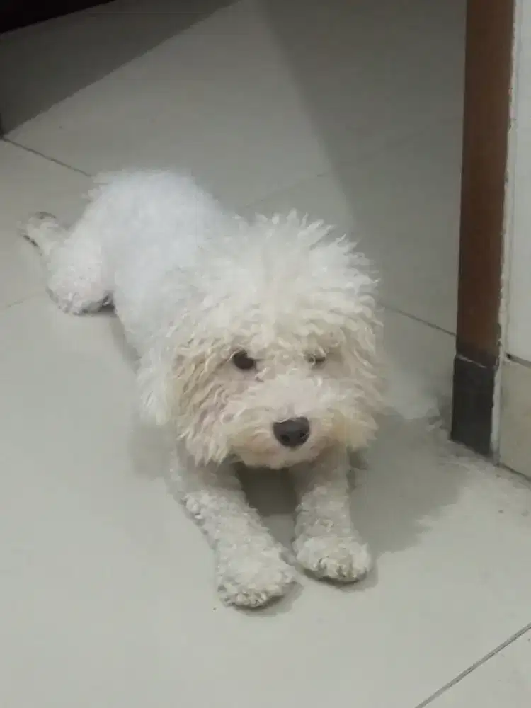 Jual anjing poddle JANTAN jinak umur 1 TAHUN