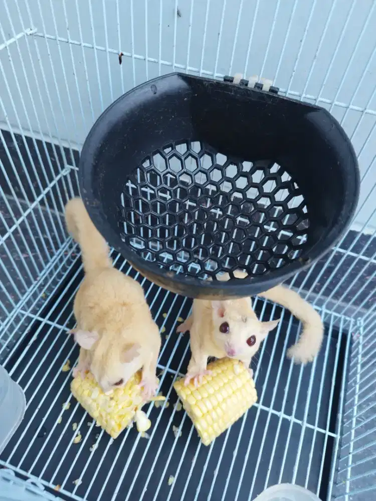 Sugar Glider Creamino Sepasang proven