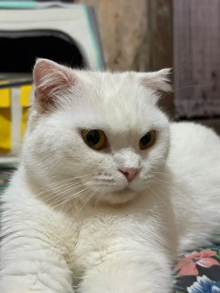Kucing Scotish Fold SH