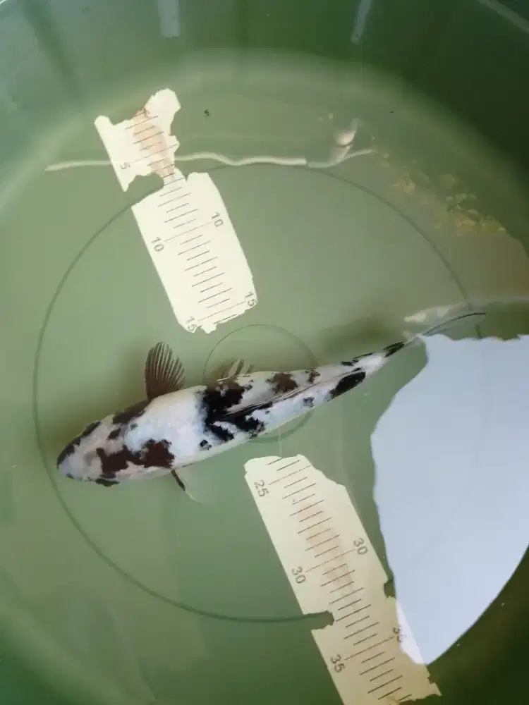 Ikan koi jenis Shiro 27cm bagus pola original