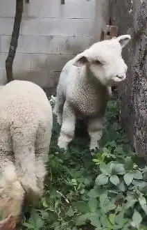sepasang anakan domba merino superan istimewa 4 bulanan exotik rawatan
