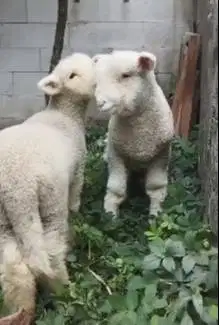 sepasang anakan domba merino superan istimewa 4 bulanan exotik rawatan