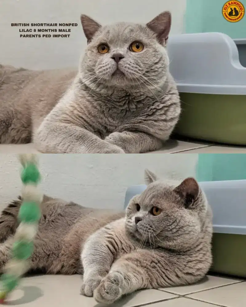 KUCING BRITISH SHORTHAIR LILAC 8BULAN JANTAN