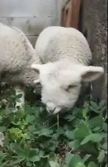sepasang anakan cempe domba merino super istimewa 4 bln lucu exotik ok