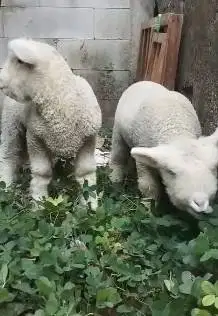 sepasang anakan cempe domba merino super istimewa 4 bln lucu exotik ok