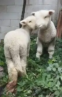 sepasang anakan cempe domba merino super istimewa 4 bln lucu exotik ok