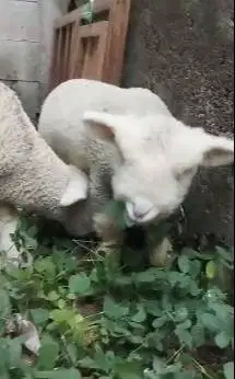 sepasang cempe bibit domba merino superan 4 bulanan istimewa exotik ok