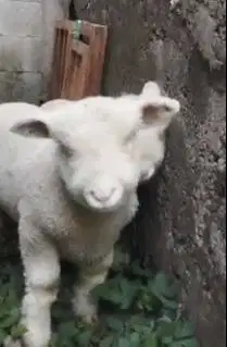 sepasang cempe bibit domba merino superan 4 bulanan istimewa exotik ok