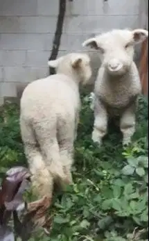 sepasang cempe bibit domba merino superan 4 bulanan istimewa exotik ok