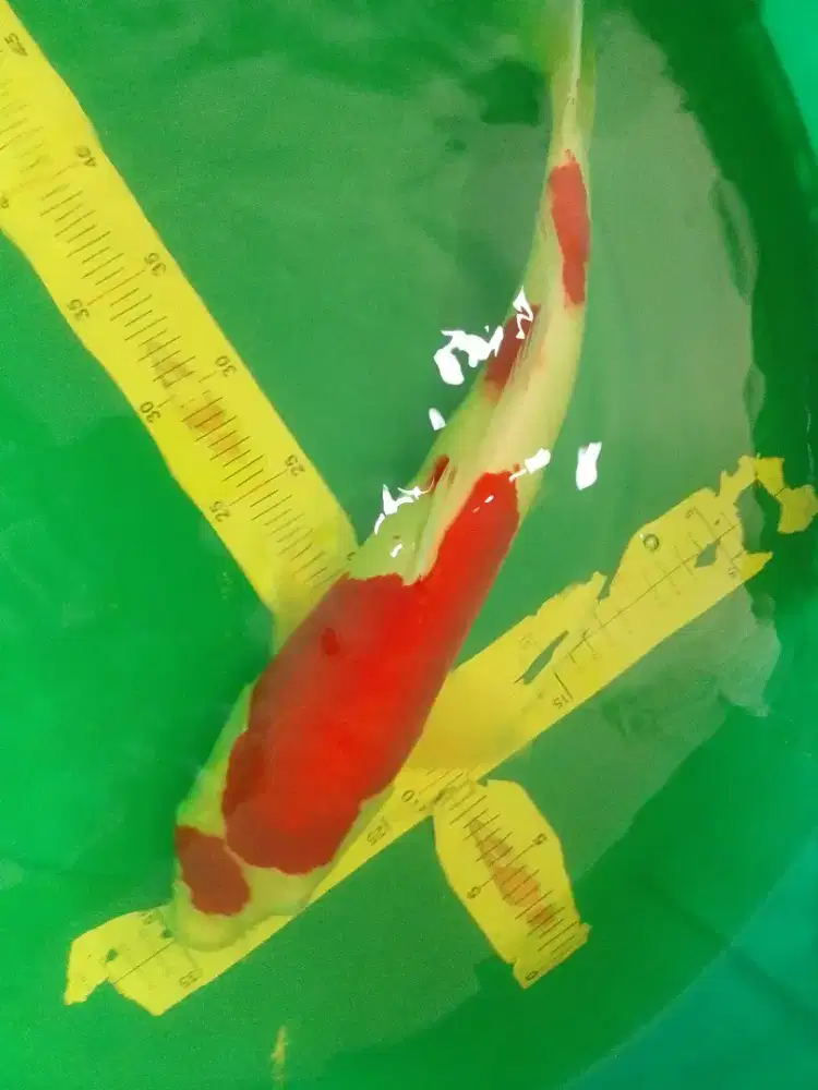 Ikan koi jenis Kohaku 48cm warna merah jantan