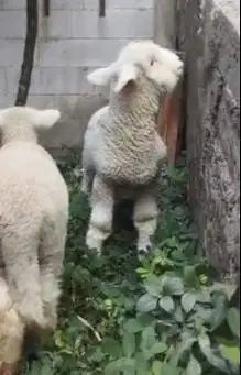 sepasang anakan cempe domba merino superan istimewa 4 bulanan exotik