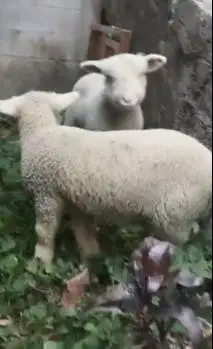 sepasang anakan cempe domba merino superan istimewa 4 bulanan exotik