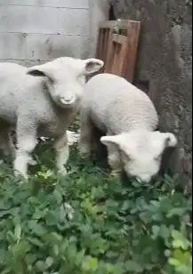 sepasang anakan cempe domba merino superan istimewa 4 bulanan lucu top
