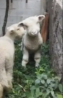 sepasang anakan cempe domba merino superan istimewa 4 bulanan lucu top