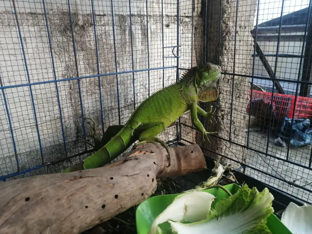 Jual Iguana Hijau kondisi sehat wal afiat