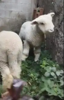 sepasang cempe anakan domba merino superan istimewa 4 bln exotik unik