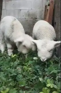 sepasang cempe anakan domba merino superan istimewa 4 bln exotik unik