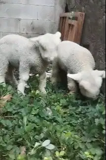 sepasang cempe anakan domba merino superan istimewa 4 bln exotik unik