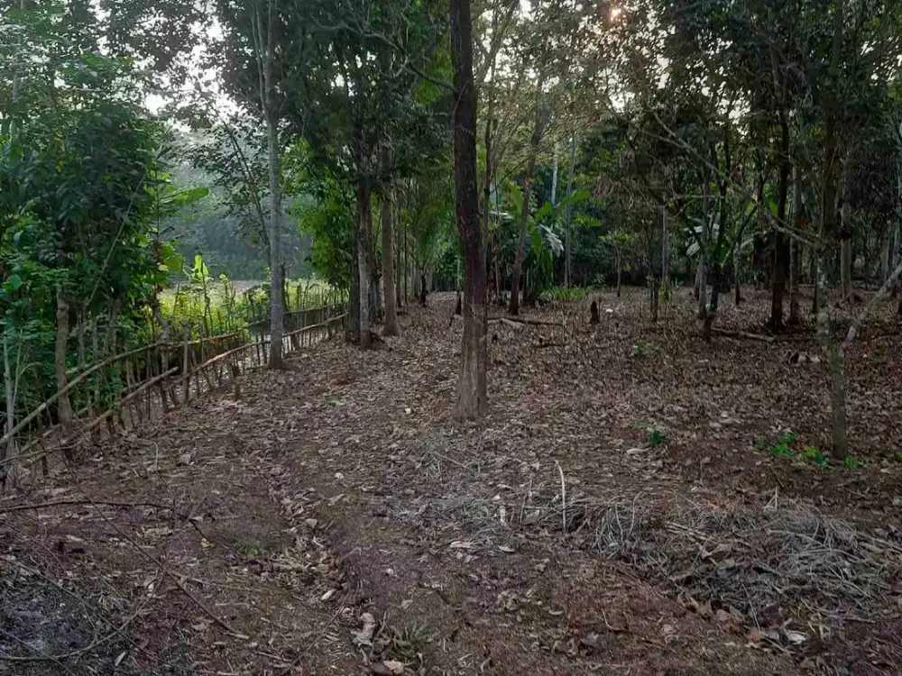 Kebun rambutan 2154 m2 Kalijati Subang