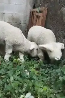 sepasang cempe anakan domba merino superan 4 bulanan istimewa exotik