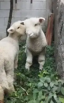 sepasang cempe anakan domba merino superan 4 bulanan istimewa exotik