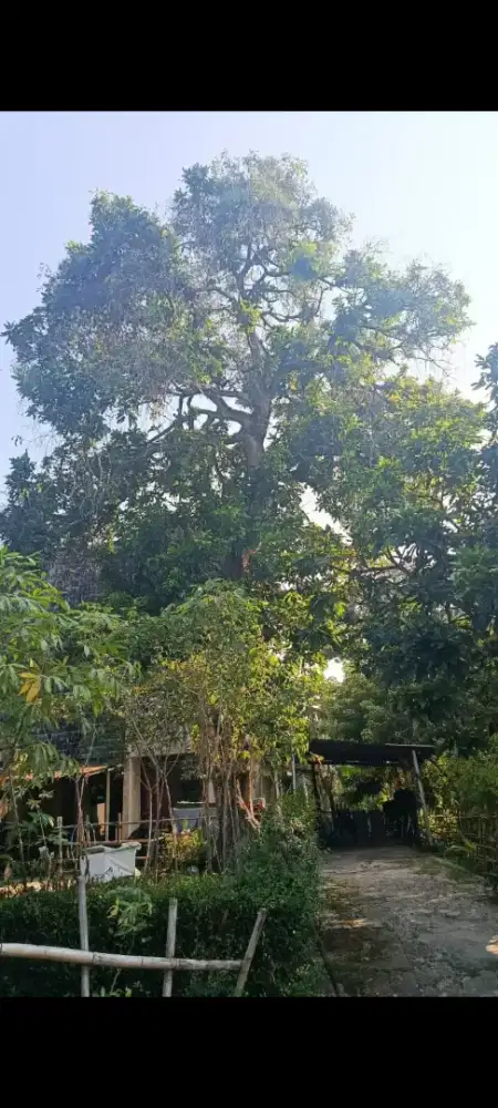 Pohon mangga tinggi