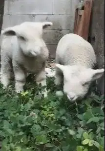 sepasang anakan cempe domba merino superan 4 bln istimewa super exotik