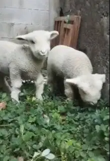 sepasang anakan cempe domba merino superan 4 bln istimewa super exotik