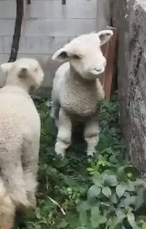 sepasang anakan cempe domba merino superan 4 bln istimewa super exotik