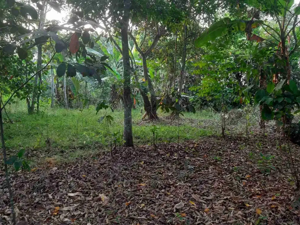 Kebun rambutan 2100 m2 Kalijati Subang