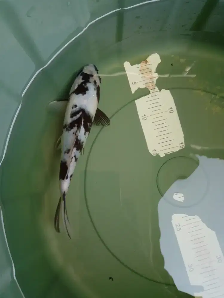 Ikan koi jenis Shiro size 27cm HQ