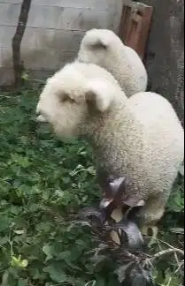 sepasang anakan cempe domba merino 4 bulanan lepas sapih istimewa unik